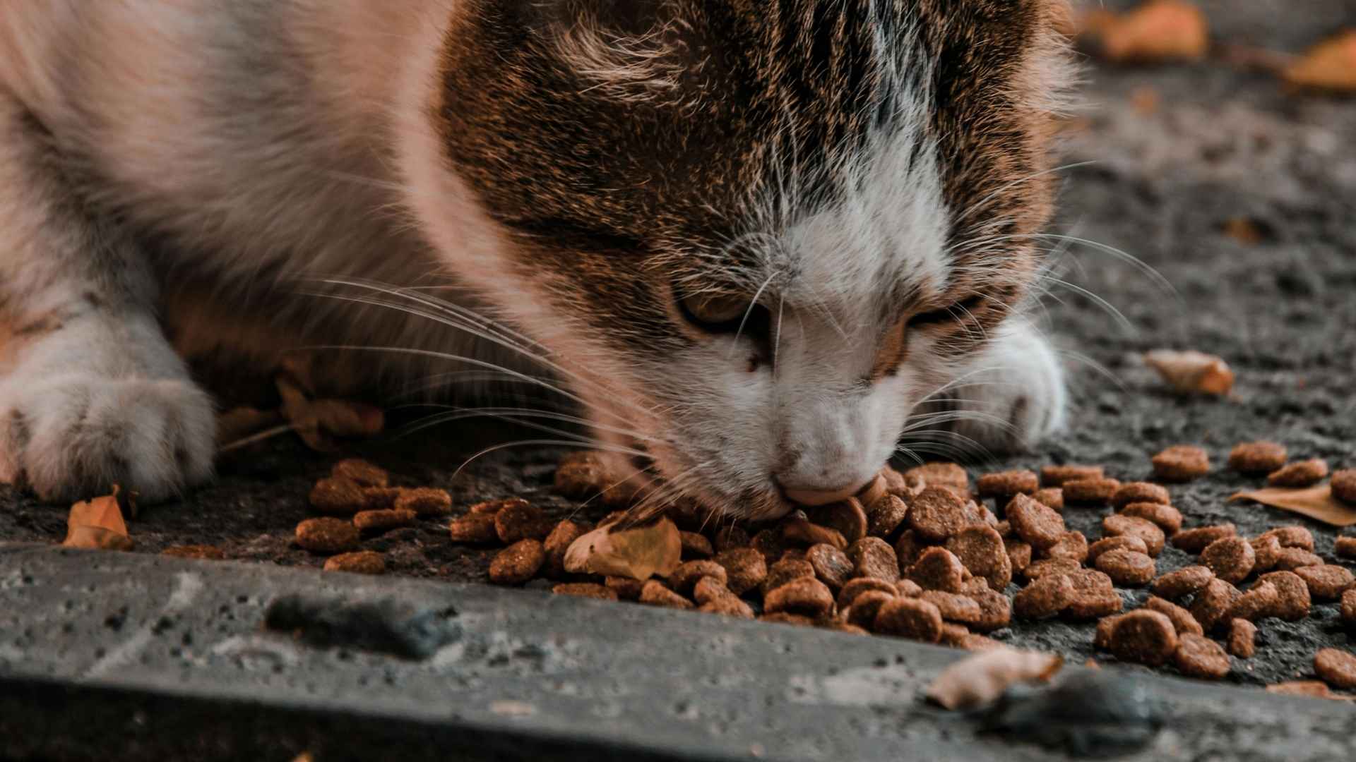 gatito comiendo pienso en la calle